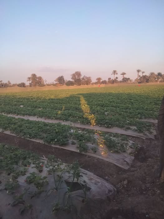 محتاج حاجه لزياده العقد والتزهير والخلفه